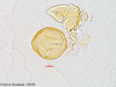 Sylvie.Rouland/Phaseolus_lunatus_2808/Phaseolus_lunatus_2808_0001(copy)_thumb.jpg