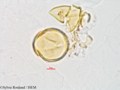 Phaseolus lunatus - lame n° 2808