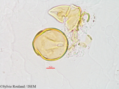 Phaseolus lunatus - lame n° 2808