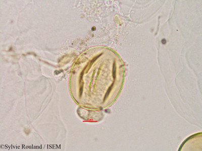 Phaseolus lunatus - lame n° 2808