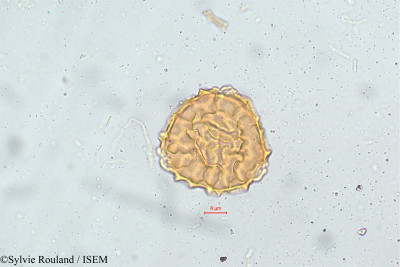 Sylvie.Rouland/Phaseolus_mungo_5126/Phaseolus_mungo_5126_0001(copy)_thumb.jpg