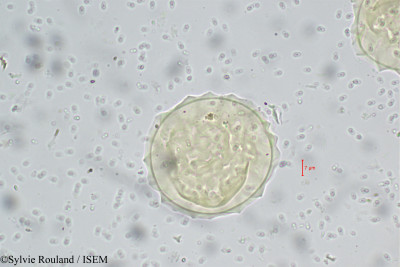 Sylvie.Rouland/Phaseolus_radiatus_5571/Phaseolus_radiatus_5571_0001(copy)_thumb.jpg