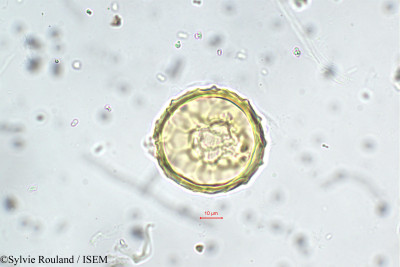 Sylvie.Rouland/Phaseolus_sublobatus_5712/Phaseolus_sublobatus_5712_0001(copy)_thumb.jpg
