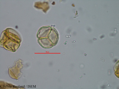 Philippia imerinensis - lame n° 41486