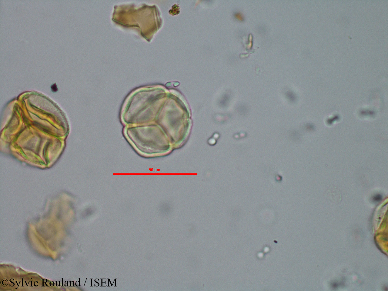 Sylvie.Rouland/Philippia_imerinensis_41486/Philippia_imerinensis_41486_0003(copy).jpg