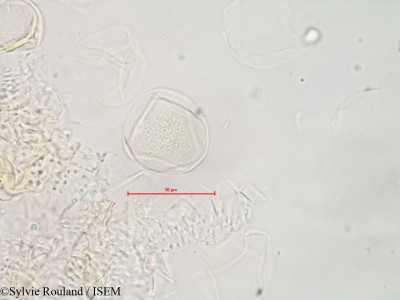 Sylvie.Rouland/Phleum_alpinum_4139/Phleum_alpinum_4139_0001(copy)_thumb.jpg