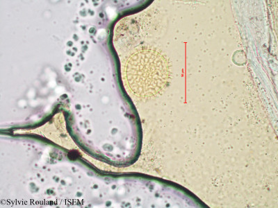 Sylvie.Rouland/Phlox_pilosa_4140/Phlox_pilosa_4140_0001(copy)_thumb.jpg
