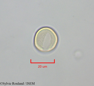 Sylvie.Rouland/Phoenix_dactylifera_47301/Phoenix_dactylifera_47301_0001(copy)_thumb.jpg