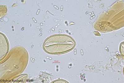 Phoenix - lame n° 341