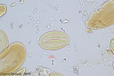 Phoenix - lame n° 341