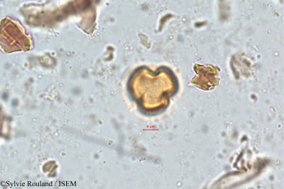 Photinia notoniana - lame n° 5131