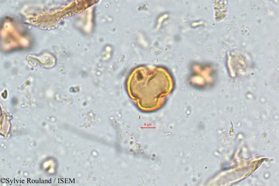 Photinia notoniana - lame n° 5131