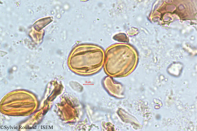 Photinia notoniana - lame n° 5131
