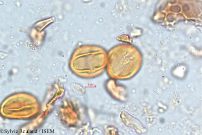 Photinia notoniana - lame n° 5131