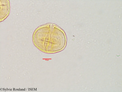 Sylvie.Rouland/Phyla_nodiflora_3064/Phyla_nodiflora_3064_0001(copy)_thumb.jpg