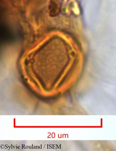 Sylvie.Rouland/Phylica_nitida_1302/Phylica_nitida_1302_0001(copy)_thumb.jpg