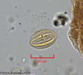 Phyllanthus ampandrandavae - lame n° 1942
