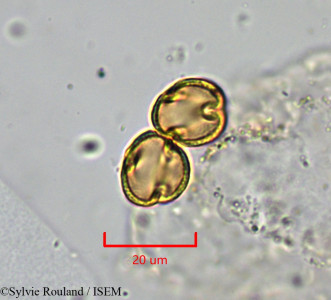 Phyllanthus ampandrandavae - lame n° 1942