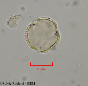 Phyllanthus erythroxyloides - lame n° 1949