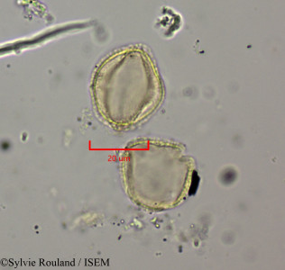 Phyllanthus erythroxyloides - lame n° 1949