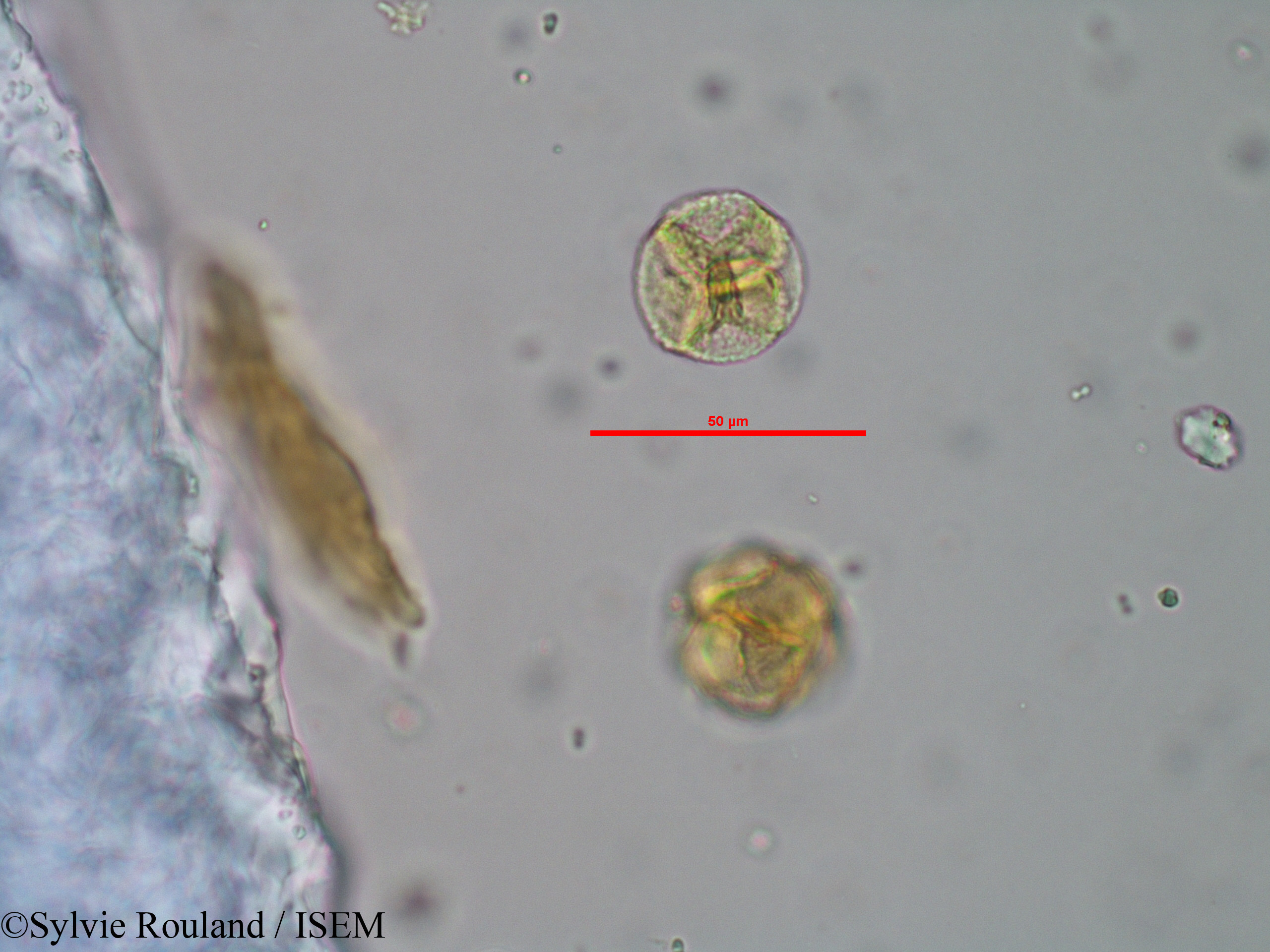 Sylvie.Rouland/Phyllodoce_caerulea_33039/Phyllodoce_caerulea_33039_0001(copy).jpg