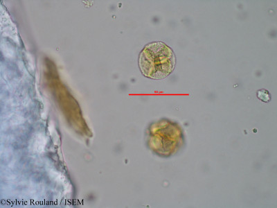 Phyllodoce caerulea - lame n° 33039