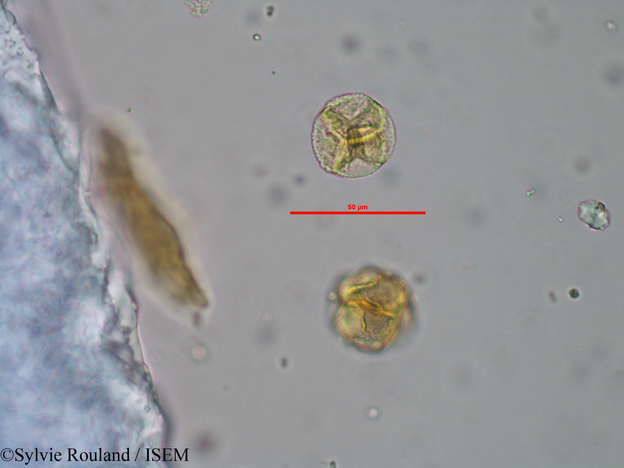 Sylvie.Rouland/Phyllodoce_caerulea_33039/Phyllodoce_caerulea_33039_0002(copy).jpg