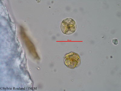 Phyllodoce caerulea - lame n° 33039