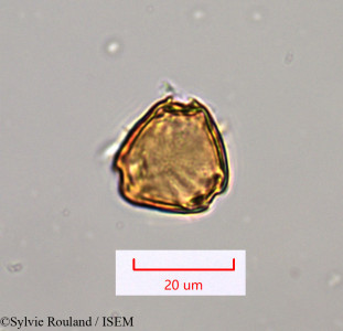 Sylvie.Rouland/Phyllogeiton_discolor_1352/Phyllogeiton_discolor_1352_0001(copy)_thumb.jpg