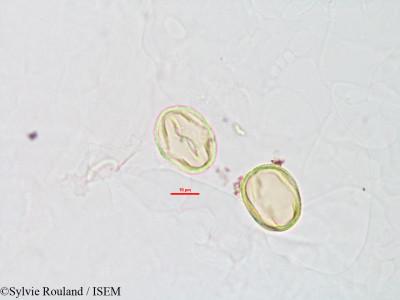 Sylvie.Rouland/Phylloxylon_perrieri_2826/Phylloxylon_perrieri_2826_0001(copy)_thumb.jpg
