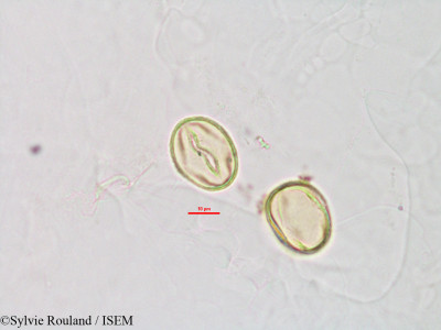 Phylloxylon perrieri - lame n° 2826
