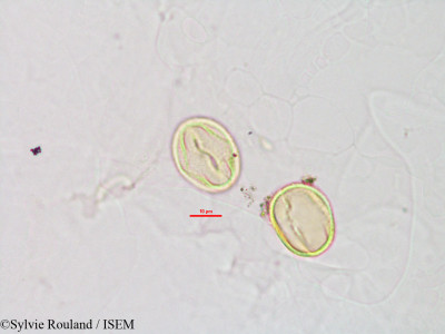Phylloxylon perrieri - lame n° 2826