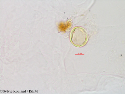 Phylloxylon perrieri - lame n° 2826