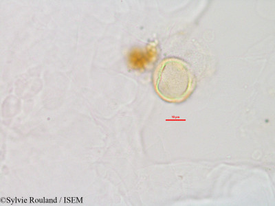 Phylloxylon perrieri - lame n° 2826