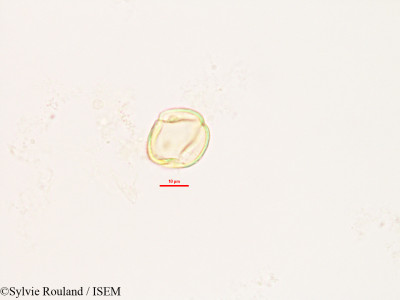Sylvie.Rouland/Phylloxylon_speciosa_2796/Phylloxylon_speciosa_2796_0001(copy)_thumb.jpg