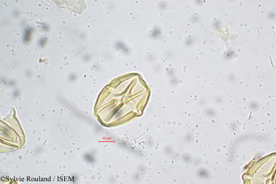 Sylvie.Rouland/Physalis_peruviana_5247/Physalis_peruviana_5247_0001(copy)_thumb.jpg