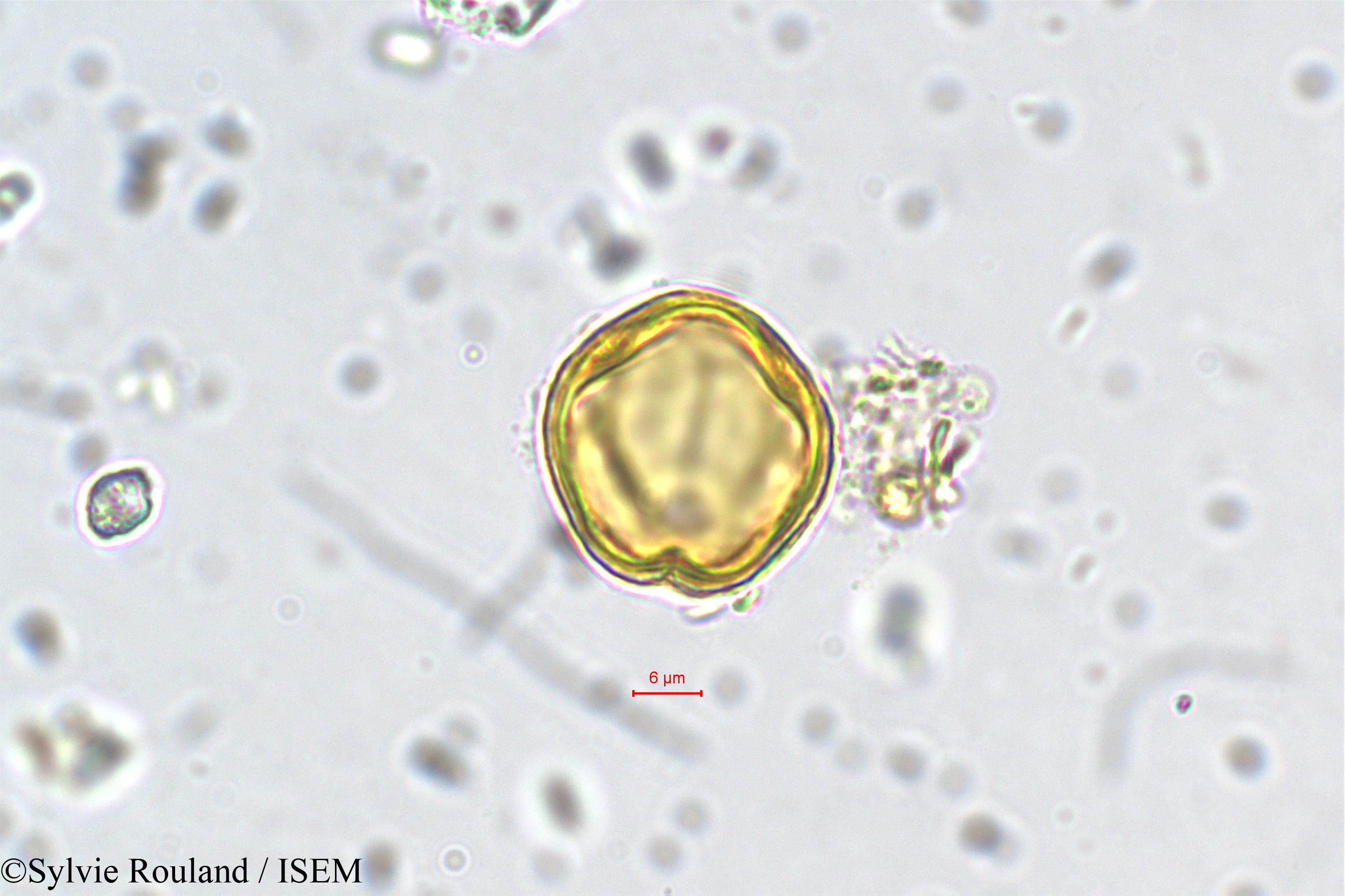 Sylvie.Rouland/Physocalymma_scaberrimum_5450/Physocalymma_scaberrimum_5450_0001(copy).jpg