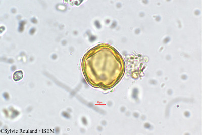 Sylvie.Rouland/Physocalymma_scaberrimum_5450/Physocalymma_scaberrimum_5450_0001(copy)_thumb.jpg