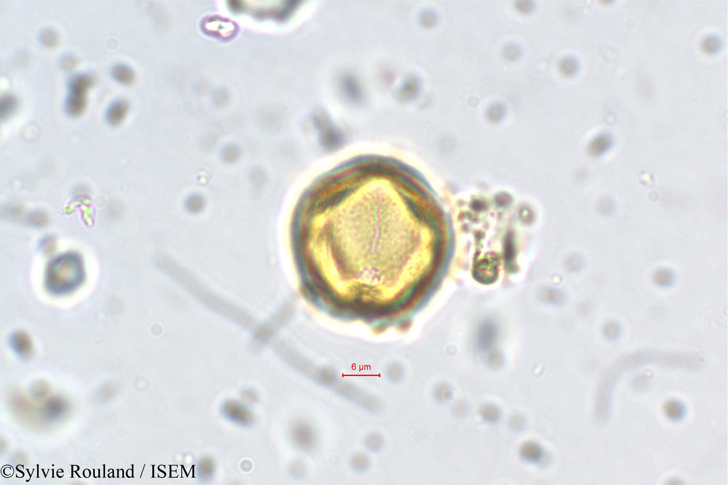 Sylvie.Rouland/Physocalymma_scaberrimum_5450/Physocalymma_scaberrimum_5450_0002(copy).jpg
