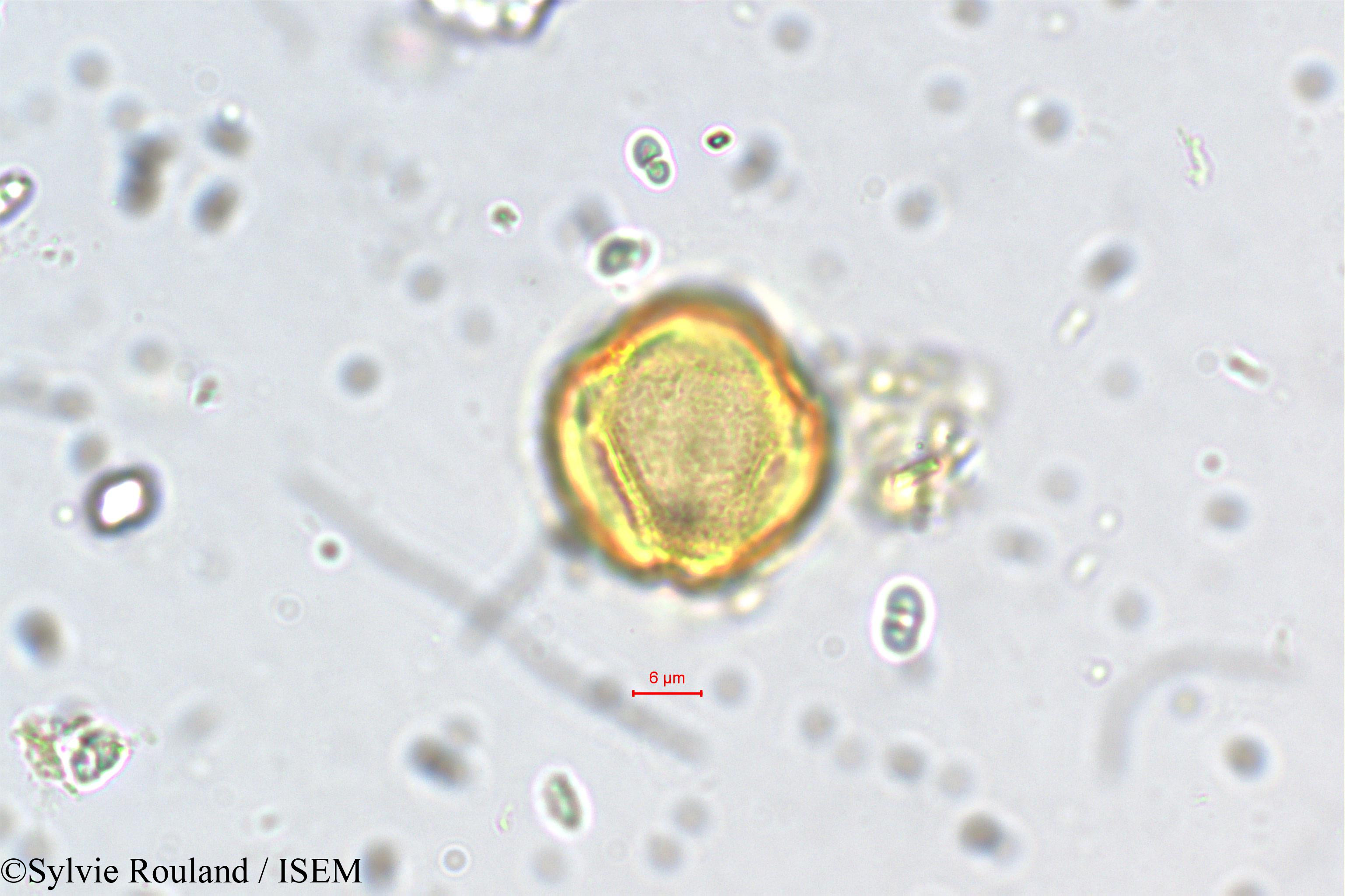 Sylvie.Rouland/Physocalymma_scaberrimum_5450/Physocalymma_scaberrimum_5450_0003(copy).jpg