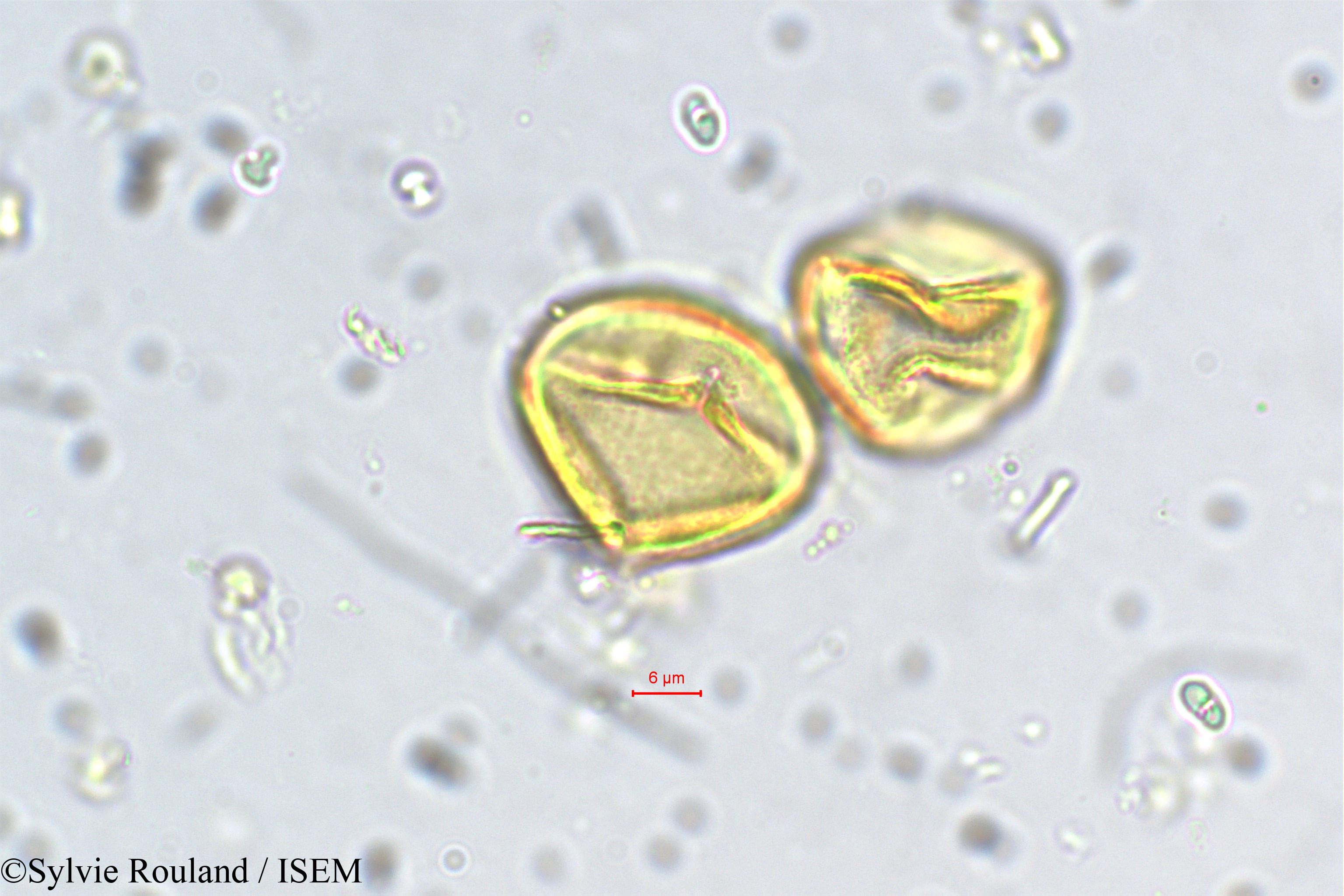 Sylvie.Rouland/Physocalymma_scaberrimum_5450/Physocalymma_scaberrimum_5450_0005(copy).jpg