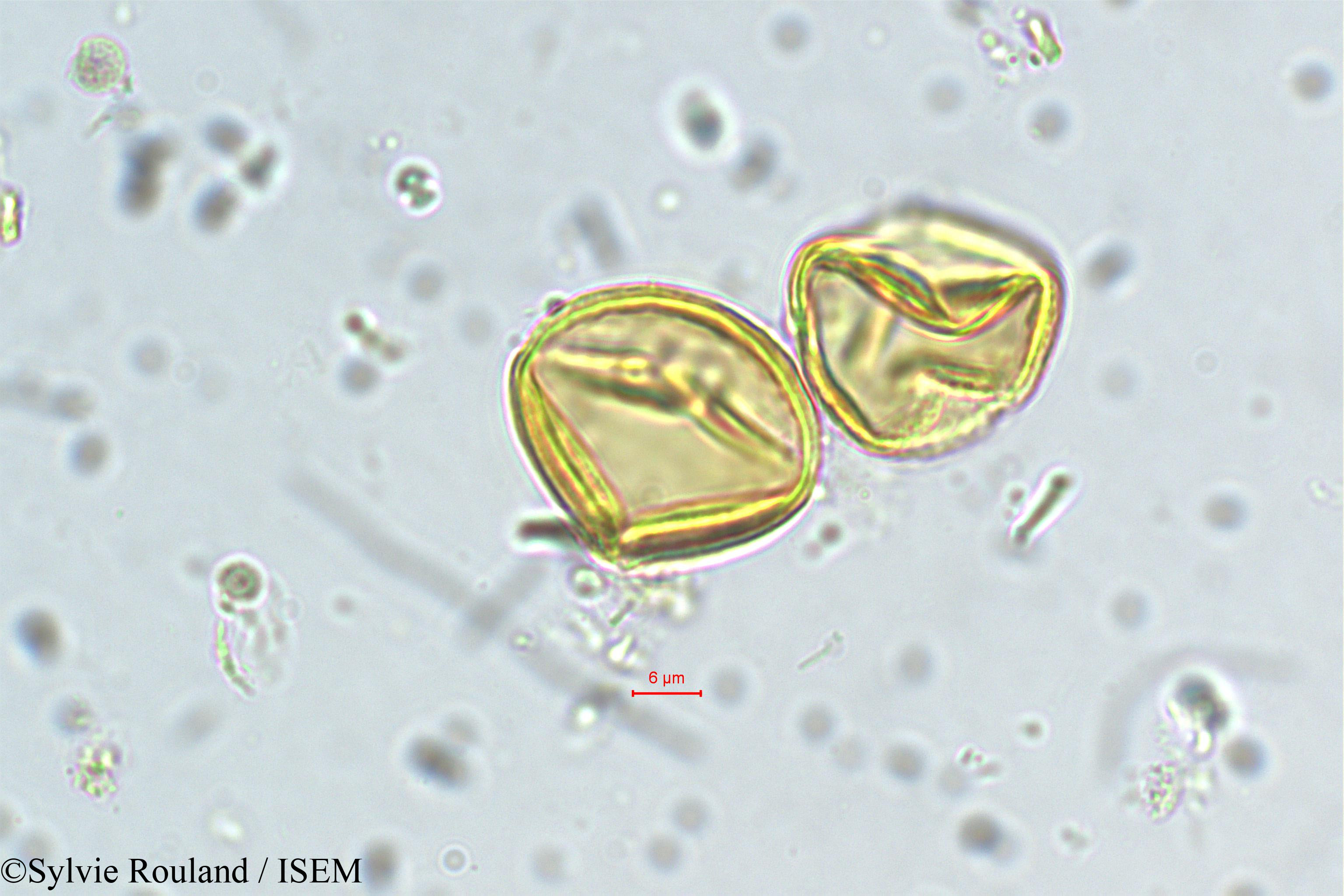 Sylvie.Rouland/Physocalymma_scaberrimum_5450/Physocalymma_scaberrimum_5450_0006(copy).jpg