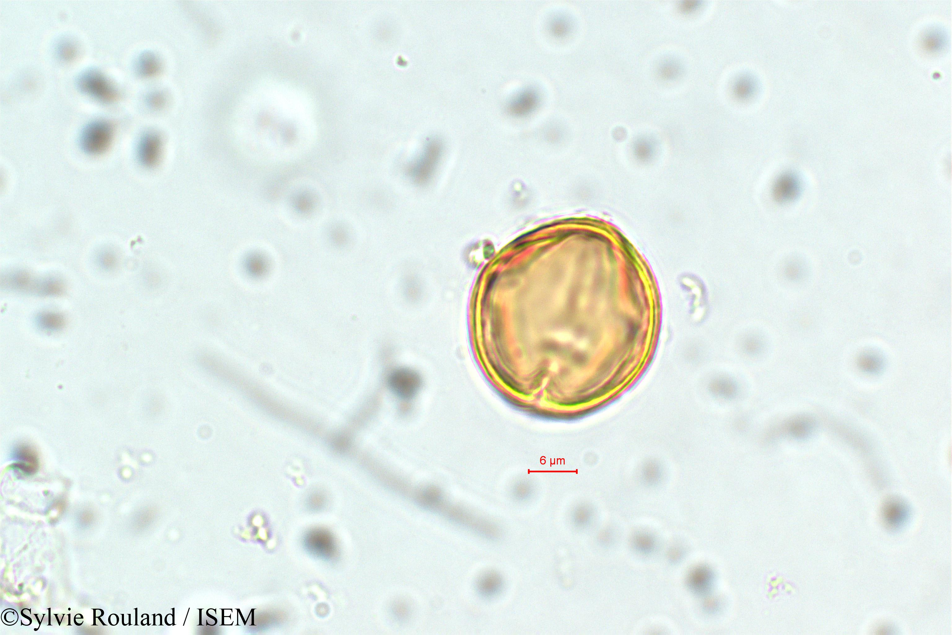 Sylvie.Rouland/Physocalymma_scaberrimum_5852/Physocalymma_scaberrimum_5852_0001(copy).jpg