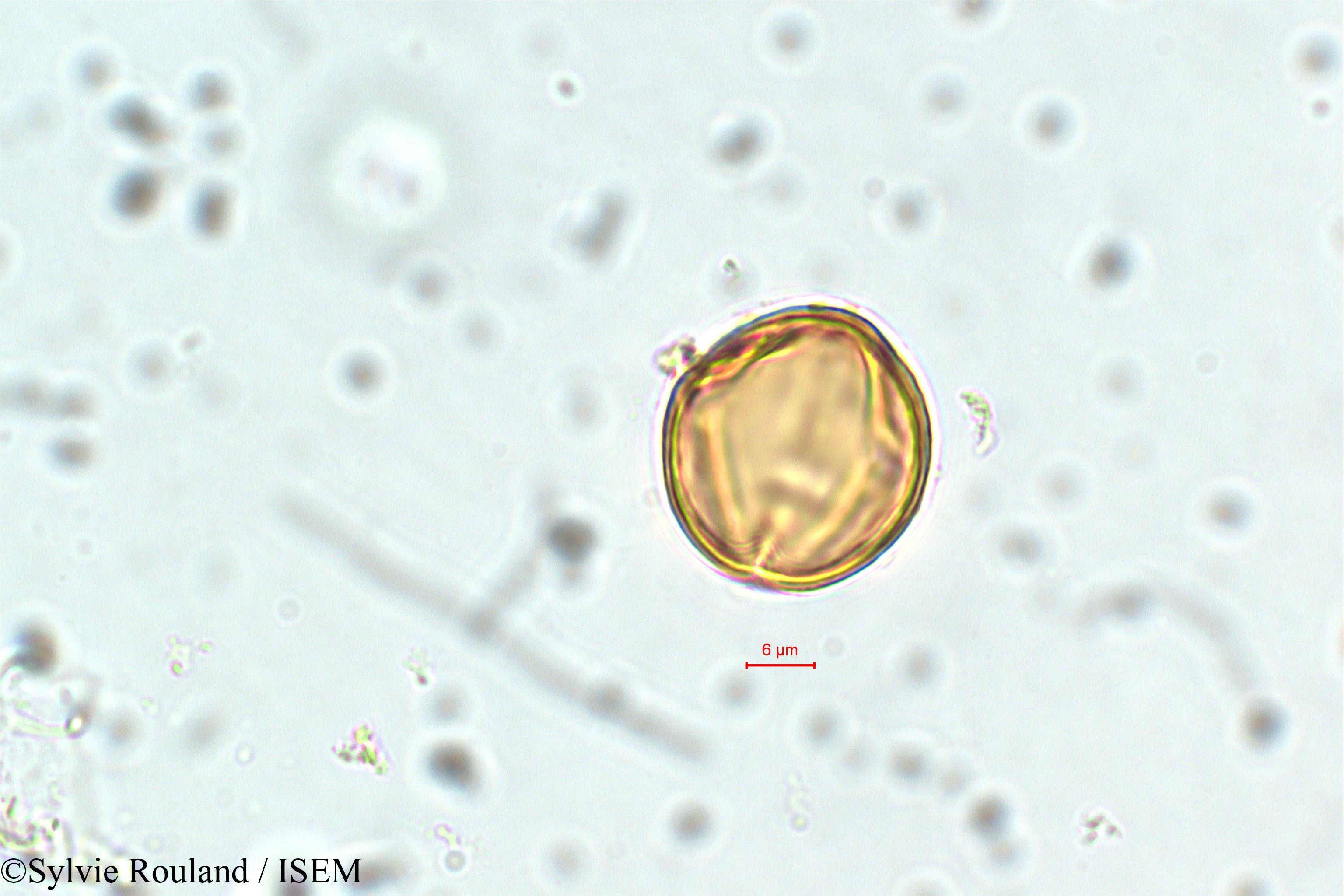 Sylvie.Rouland/Physocalymma_scaberrimum_5852/Physocalymma_scaberrimum_5852_0002(copy).jpg