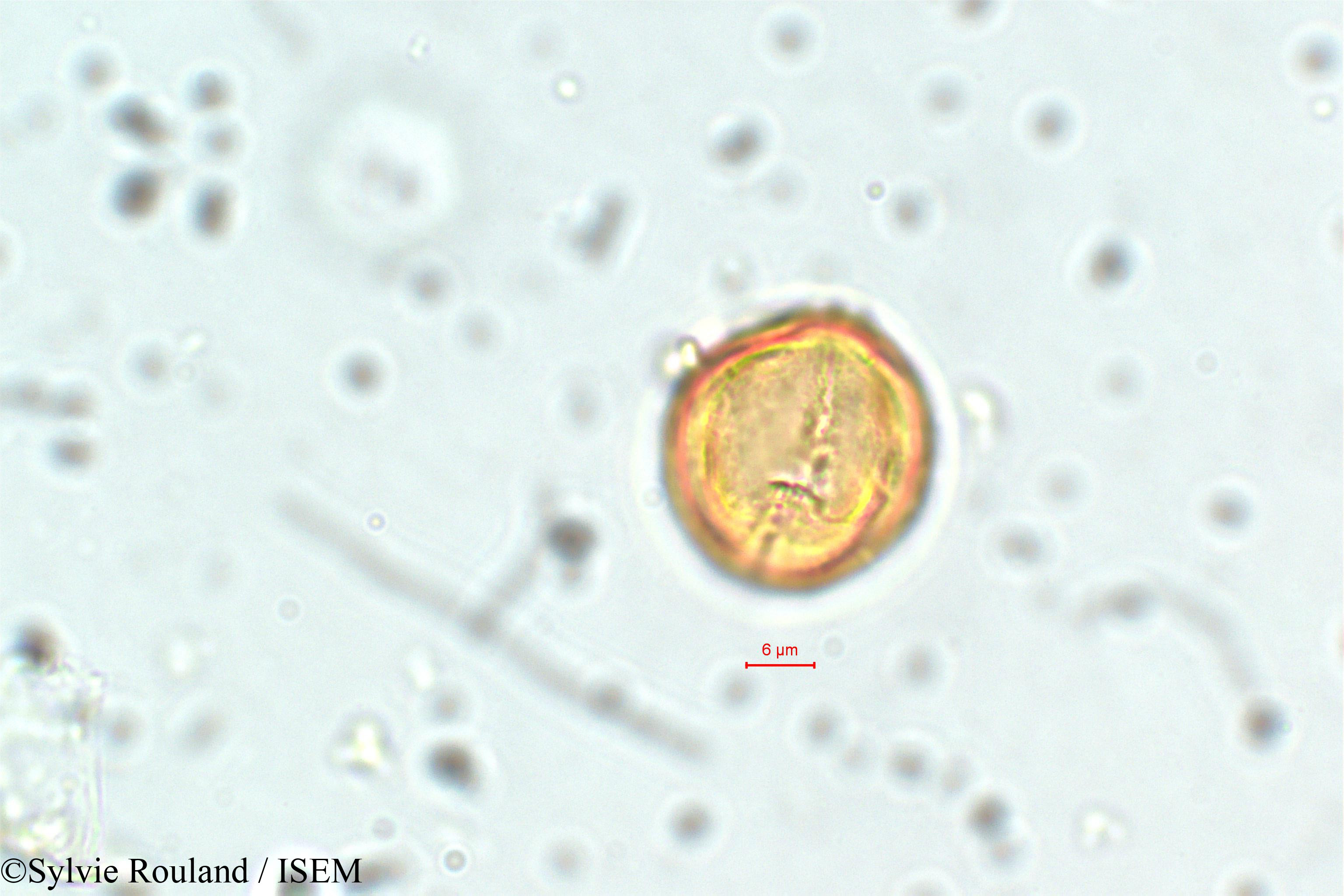Sylvie.Rouland/Physocalymma_scaberrimum_5852/Physocalymma_scaberrimum_5852_0003(copy).jpg