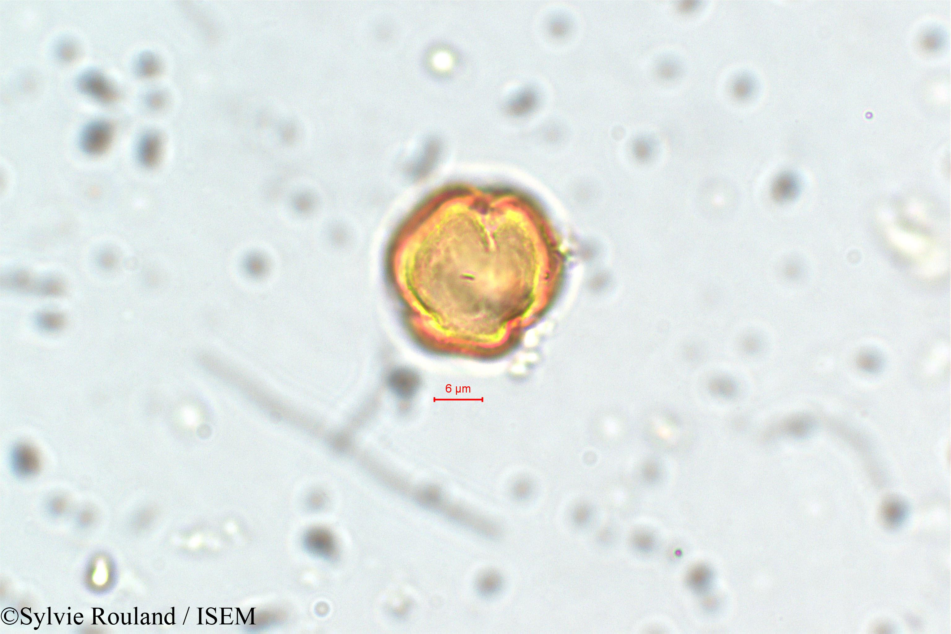 Sylvie.Rouland/Physocalymma_scaberrimum_5852/Physocalymma_scaberrimum_5852_0005(copy).jpg