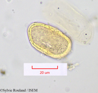 Sylvie.Rouland/Physocaulis_nodosa_1174/Physocaulis_nodosa_1174_0001(copy)_thumb.jpg