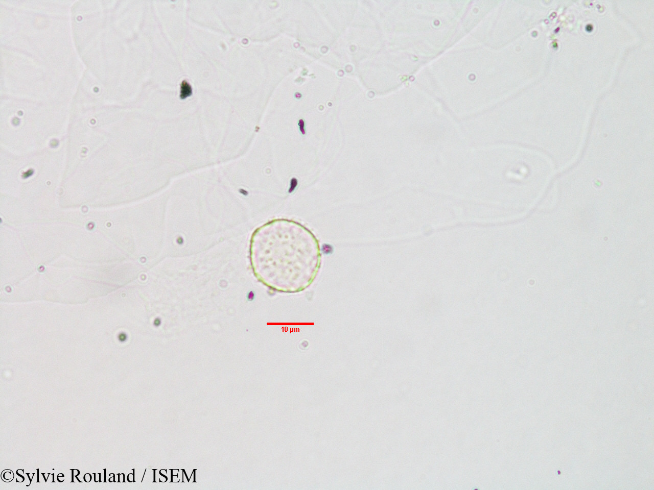 Sylvie.Rouland/Pilea_hypnophila_3113/Pilea_hypnophila_3113_0001(copy).jpg