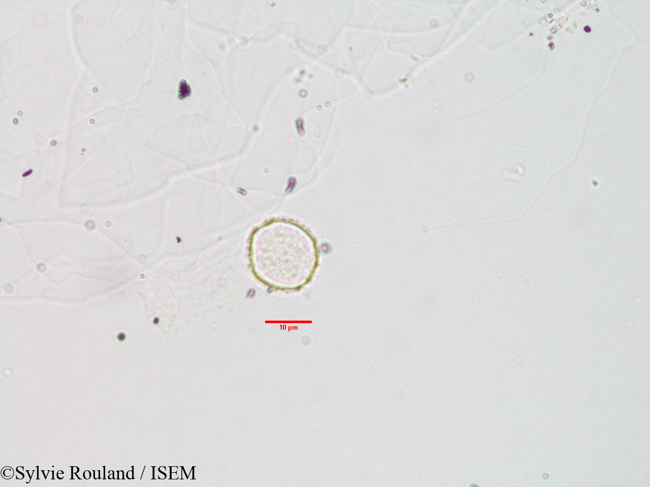 Sylvie.Rouland/Pilea_hypnophila_3113/Pilea_hypnophila_3113_0002(copy).jpg