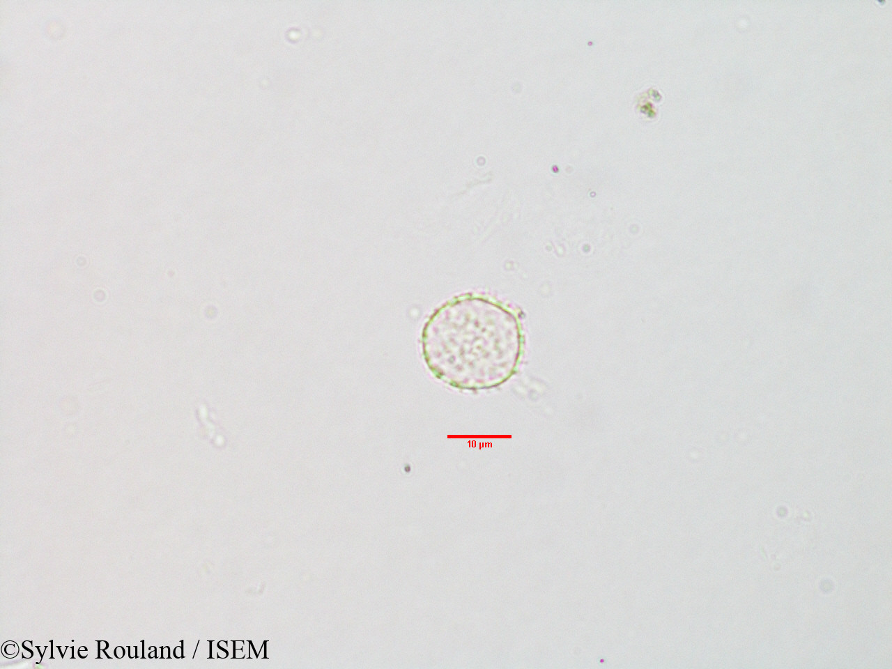 Sylvie.Rouland/Pilea_hypnophila_3113/Pilea_hypnophila_3113_0003(copy).jpg
